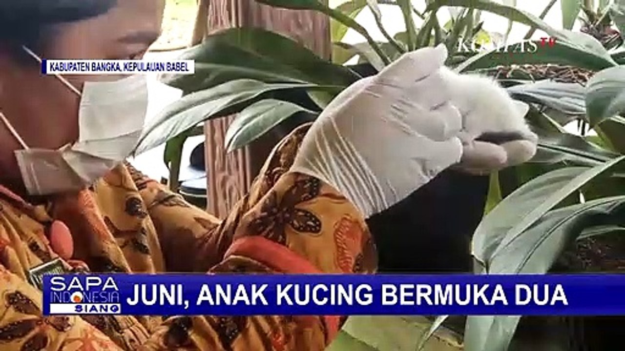 Juni, Si Anak Kucing Spesial yang Lahir dengan Dua Muka