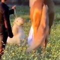 Cutest And Funniest Horse Videos Compilation Cute Moment Of The Horses - Horse World #13