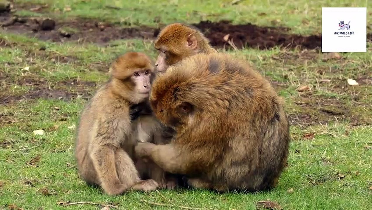 Animal Funny Video Cat And Dog , Monkey,