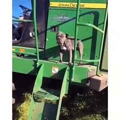 Funniest Animals  - Funny Animal Videos Can'T Help But Laugh 2021  - Cutest Animals Ever