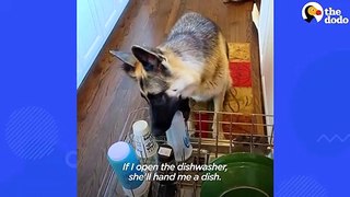German Shepherd Carries Cat Toy Around The House For The New Kitten To Play With | The Dodo