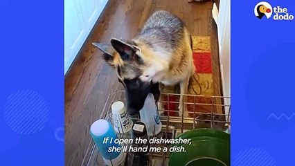 German Shepherd Carries Cat Toy Around The House For The New Kitten To Play With | The Dodo