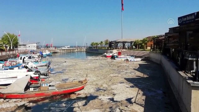 KOCAELİ - İzmit Körfezi'nde müsilaj etkisini sürdürüyor