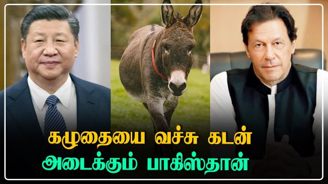 China-வுக்காக செய்து வரும் சூப்பர் வேலை.. கழுதையை வச்சு கடன் அடைக்கும் Pakistan