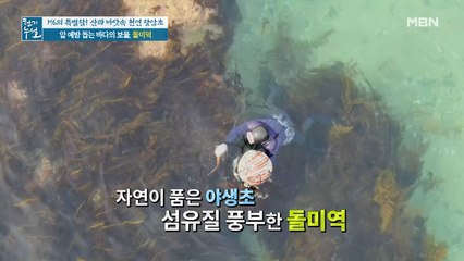 강한 조류처럼 암도 이겨내는 바다의 보물 '돌미역'