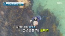 강한 조류처럼 암도 이겨내는 바다의 보물 '돌미역'