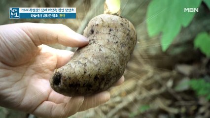 일년 중 단 20일! 하늘에서 내려준 약초 '천마'