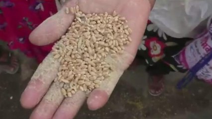 Punjab: PDS shop distribute rotten wheat grains to poor