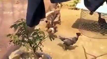 Köpeğin hareketine çok şaşıracaksınız