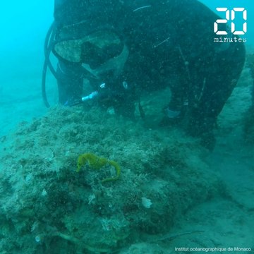 Monaco: L’institut océanographique au chevet des hippocampes