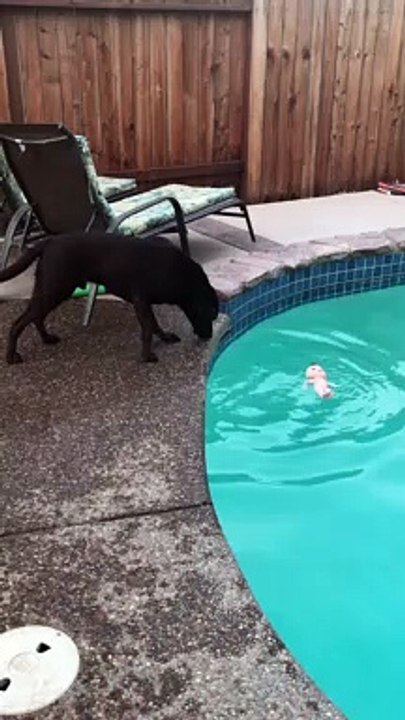 Dog Throws Doll into the Drink