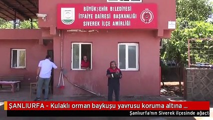 ŞANLIURFA - Kulaklı orman baykuşu yavrusu koruma altına alındı