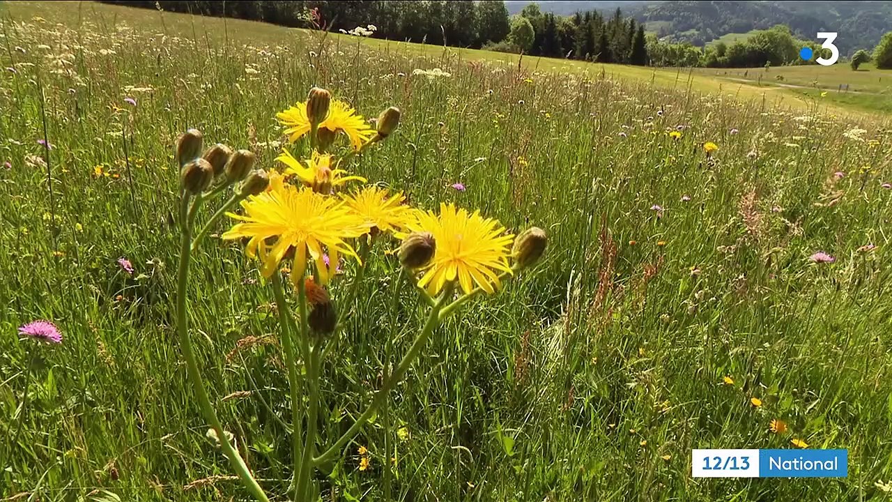 Massif du Sancy : les secrets du Saint-Nectaire, trésor d'Auvergne