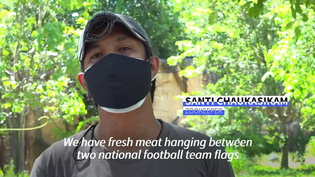 'Psychic' Thai lion predicts Euro game outcomes