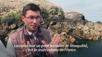 Download Video: Bretagne: aux Sept-Iles, un équilibre fragile entre les hommes et la nature