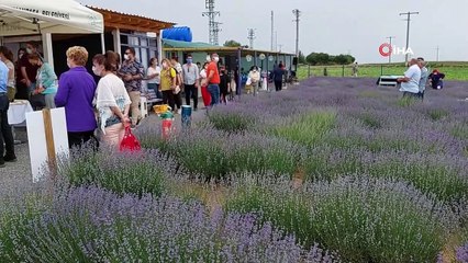 Mavi gözlü şehirde ‘Mor bahar’ şenliği