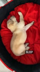 cute puppy daily routine