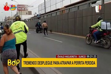 Surco: rescatan a perrita que paralizó el tránsito en el óvalo Higuereta