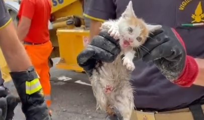 Spoleto - Gattino incastrato dentro tombino: salvato dai Vigili del Fuoco (18.06.21)