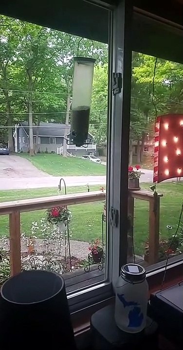 Daredevil Squirrel Swings from Bird Feeder for Seeds