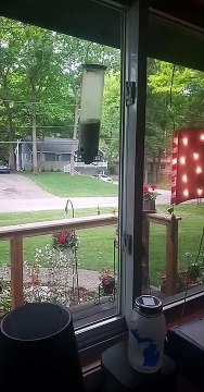 Daredevil Squirrel Swings from Bird Feeder for Seeds