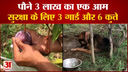 पौने 3 लाख का Mangoes, Security Guard और 6 Dogs कर रहे हैं पेड़ की रखवाली