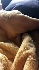 Blanket Cat Has Adorable Meows