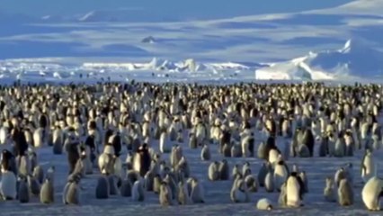 Emperor Penguins v Leopard Seal  Blue Planet