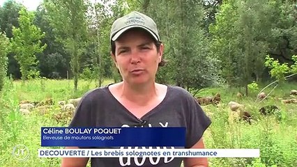 DÉCOUVERTE / Les brebis solognotes en transhumance