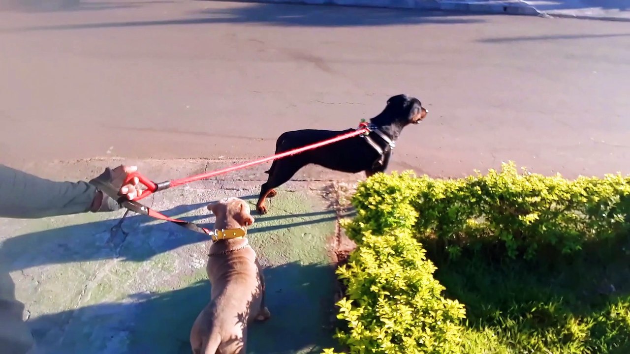 Passeio matinal com os cães +Tirando a mania do pit bull TOGO de morder durante o passeio