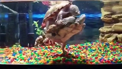 Cette tortue surfe sur le dos d'une autre