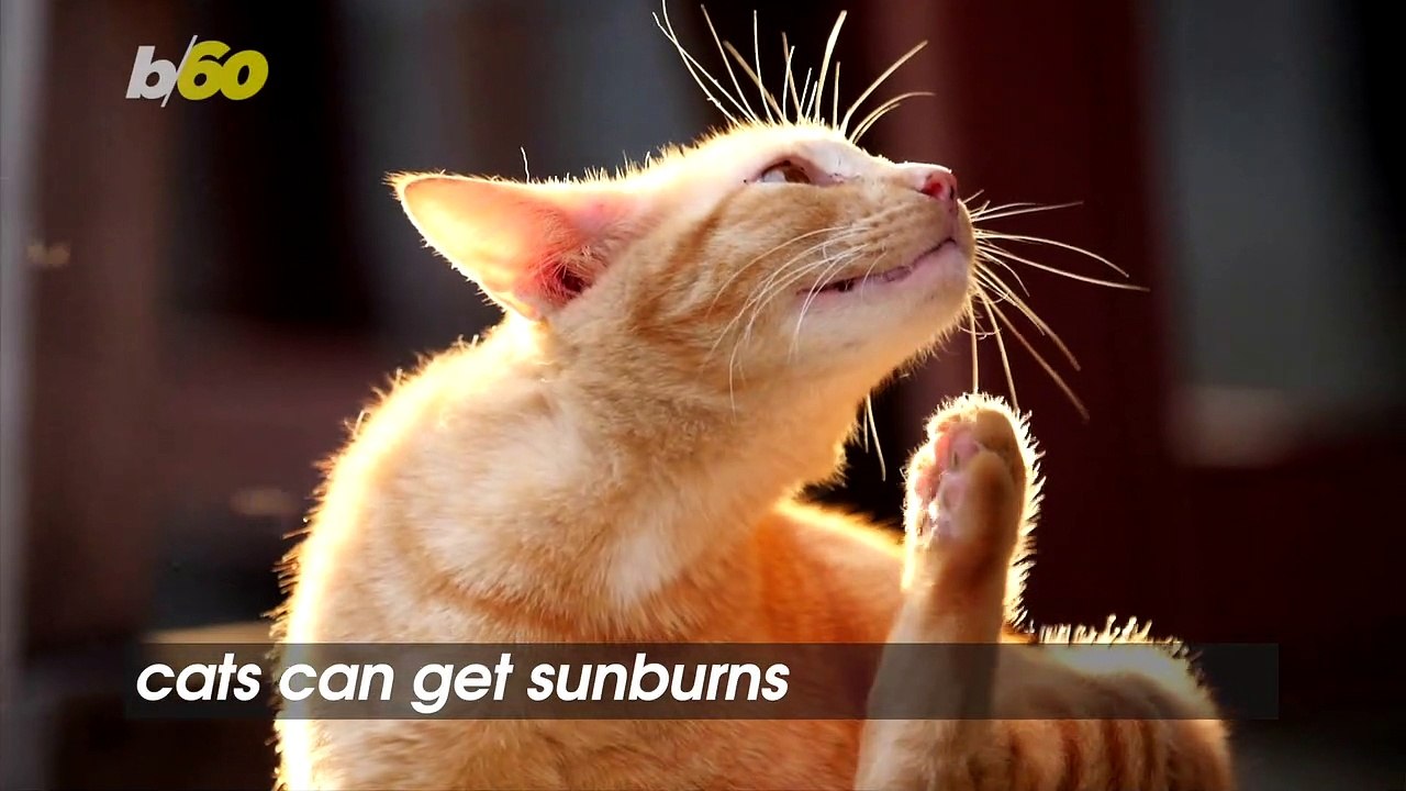 Can Cats Get Sunburns and Have Other Skin Issues Just Like Humans?