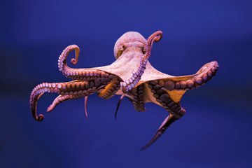 MPs Push for Octopuses and Lobsters to Be Included in Sentience Bill