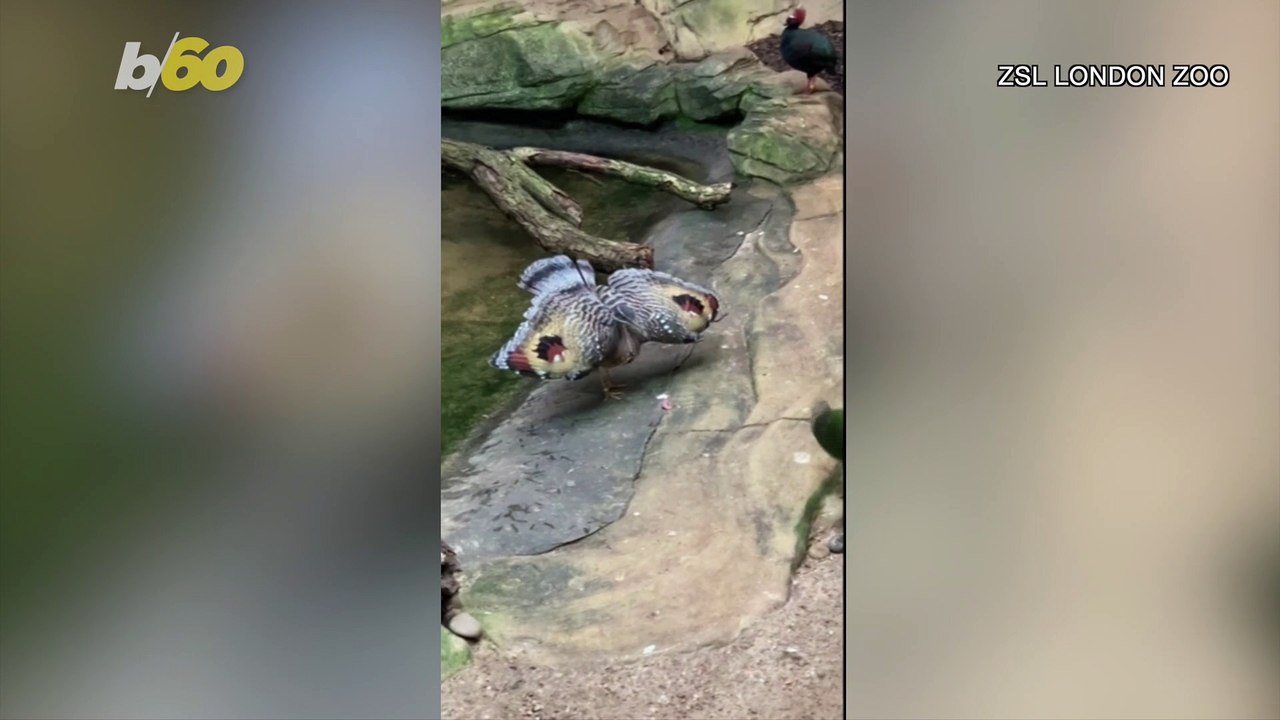 Watch This Bird Spread Its Wild Wings So He Can Keep His Snack!