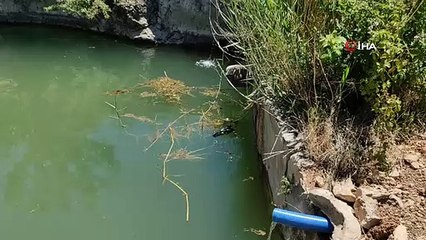 Havuza düşen güvercini önce kurtardı, sonra sevdi