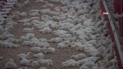 Tavuk yetiştiricilerinden beyaz et şirketlerine mesaj: "Fiyatların üreticilere yansıması gerek"