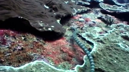 Arrojan Pescado Desde los Aviones a los Lagos y Esta Es la Razón