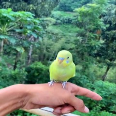 -animals-funny-parrots-and-cute-birds