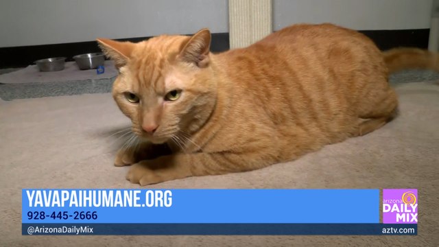 Adopt a Shelter Cat Month at Yavapai Humane Society