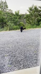 Bear Family Visits Human Family on Vacation