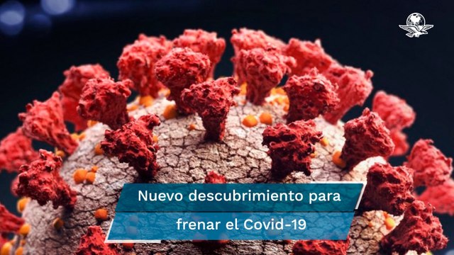 Científicos identifican moléculas que bloquean la entrada del coronavirus en las células