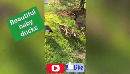 Beautiful Ducks and cute baby’s in USA