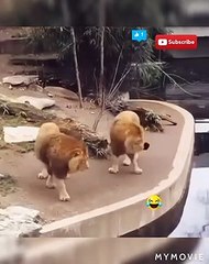 New Two Lion animal Funny Video@#Short & #Shorts