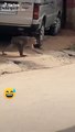 Super Funny Animal Video that Will Make You Laugh Out Loud _ Keep Laughing _ Do Share & Subscribe