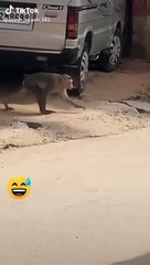 Download Video: Super Funny Animal Video that Will Make You Laugh Out Loud _ Keep Laughing _ Do Share & Subscribe