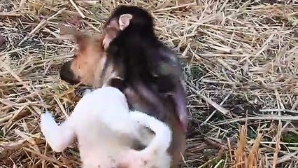 BEST VIDEOS Of Baby Love puppy Nyny Compilation, CUTE And FUNNY   Monkey Baly