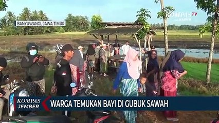 Warga Temukan Bayi di Gubuk Sawah, Dipastikan Dibuang Orangtuanya