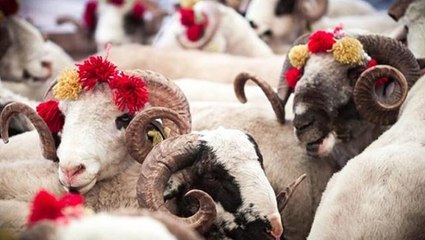 Kurban satış ve kesimine ilişkin kurallar belirlendi! Uymayana 96 bin liraya kadar ceza kesilecek