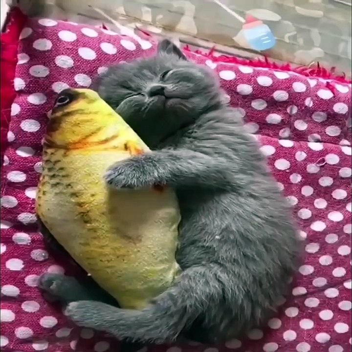Cute baby animals Videos Compilation cute moment of the animals #99