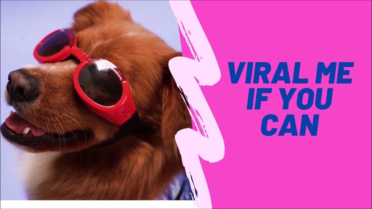 funny and cute dog video asking viral me if you can.